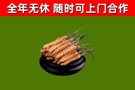 东辽烟酒回收冬虫夏草.jpg